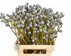 Eucalyptus Globulus Per Bunch 65cm 250gr.