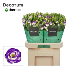 Eustoma Double Rosita Blue Picotee 70cm