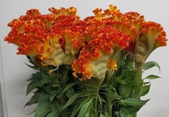 Celosia Neo Orange 100cm