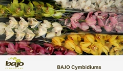 Cymbidium Mix 80cm