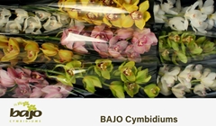 Cymbidium Mix 60cm