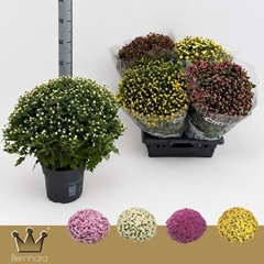 Chrysanthemum Jasoda Mix 19Ø 45cm