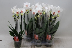 Phalaenopsis Cascade 12Ø 45cm 2st