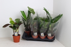 Calathea Mixed 3 Varietys 14Ø 45cm
