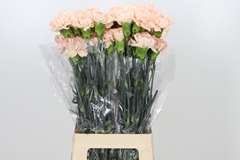 Dianthus Single Novia 70cm