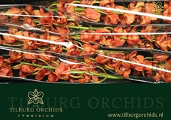 Cymbidium King Alex 80cm