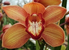 Cymbidium Oranje Holland 100cm
