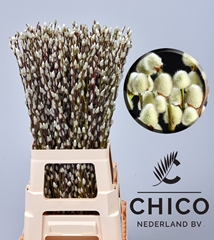 Salix Caprea Snow Flake 70cm