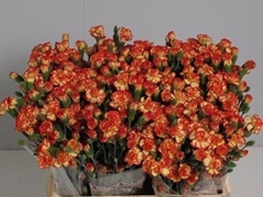Dianthus Spray Carimbo 65cm