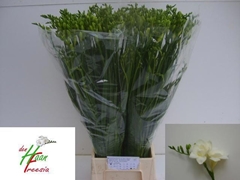 Freesia Double Versailles 70cm 35gr.