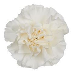 Dianthus Single North Wind 55cm