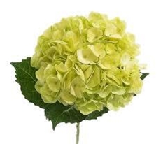 Hydrangea Lemon Green 60cm 16cm Hd