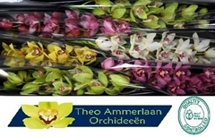 Cymbidium Mix 80cm