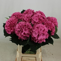Hydrangea Royal Palace 65cm 17-19cm Hd