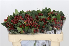 Hypericum Pacific Brown 50cm