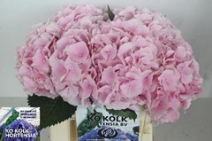 Hydrangea Verena 40cm 15-17cm Hd