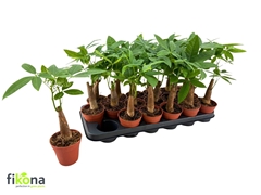 Pachira Aquatica 9Ø 26cm