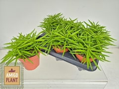 Peperomia Happy-bean 12Ø 19cm