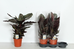 Calathea Sanderiana 19Ø 60cm