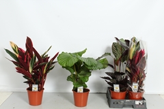 Calathea Mixed 4 Varietys 19Ø 60cm