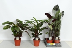 Calathea Mixed 4 Varietys 19Ø 75cm