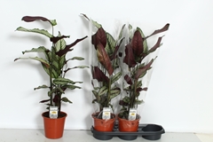 Calathea Whitestar 19Ø 90cm