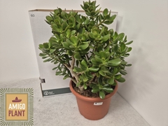 Crassula Ovata 30Ø 55cm