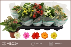 Kalanchoe Double Mix 10Ø 22cm