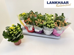 Kalanchoe Double Perfecta Mix 12Ø 24cm