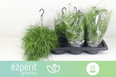Rhipsalis Oasis 17Ø 25cm