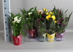 Zantedeschia Mix 13Ø 45cm