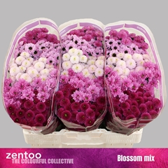 Chrysanth Santini Mix 55cm 44gr.