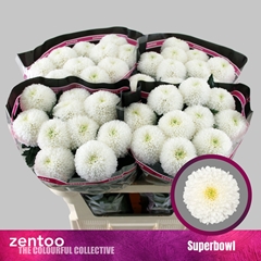 Chrysanth Single SuperBowl 70cm 80gr.
