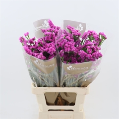Limonium Sinuatum Heart Wings 70cm 25gr.