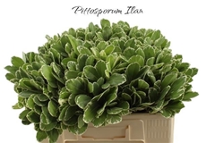Pittosporum Tobira Ilan 50cm