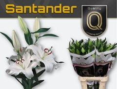 Lily Oriental Santander 100cm 5+