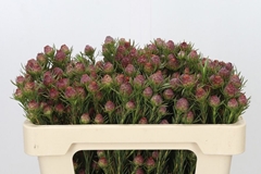 Leucadendron Jubilee Crown 50cm