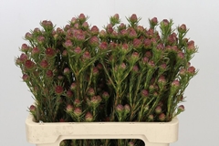 Leucadendron Jubilee Crown 60cm
