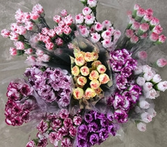 Dianthus Single Mix 70cm