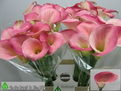 Zantedeschia Candy Dream 70cm
