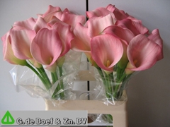 Zantedeschia Samur 60cm