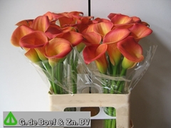 Zantedeschia Dutch Glory 60cm