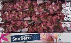 Cymbidium Sky Scraper 80cm