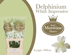Delphinium Double Dewi Impressive White 100cm