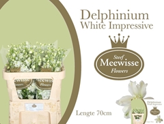 Delphinium Double Dewi Impressive White 70cm