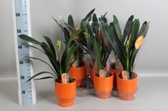 Clivia Miniata 13Ø 50cm