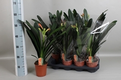 Clivia Miniata 13Ø 55cm