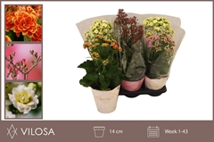 Kalanchoe Single Veranda Mix 14Ø 40cm