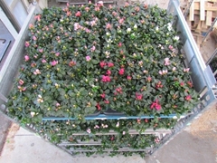 Rhododendron Hellmut Bird Mix 14Ø 25cm