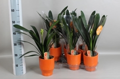 Clivia Miniata 13Ø 50cm